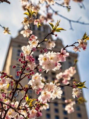 Cleveland In Bloom